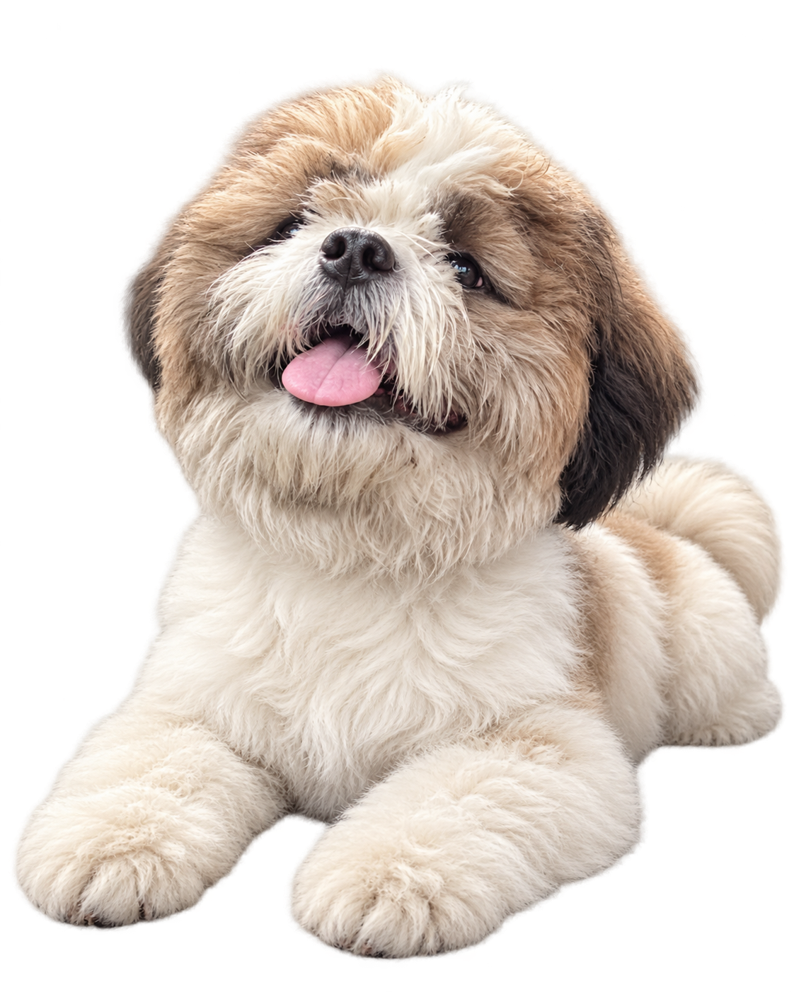 Tejori, the Shih Tzu who inspired PAWKWAN Clean Gravy